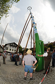 Aufrichten des Maibaums (©Foto: Ingrid Grossmann)